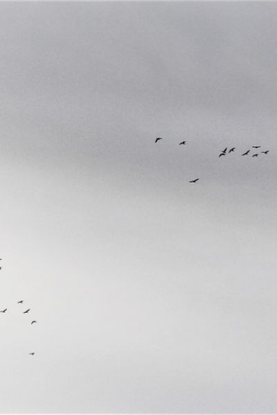 Auftakt der 17. Zugvogeltage