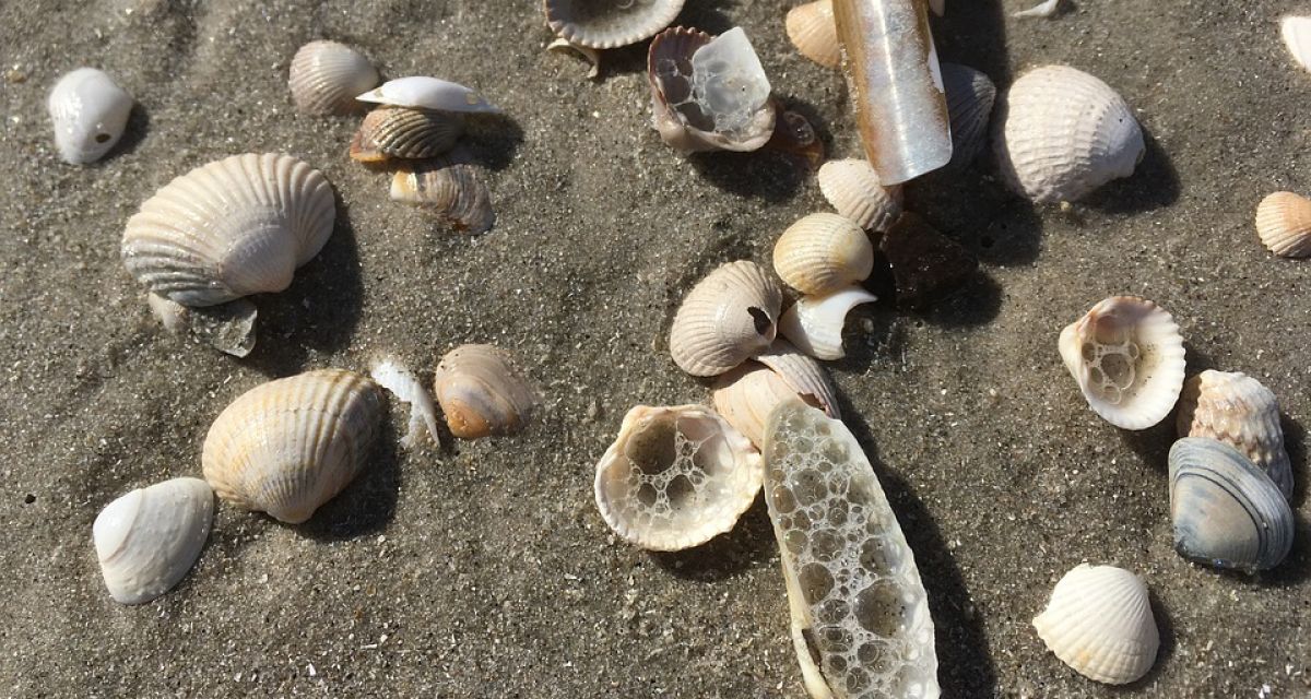 Laves warnt vor Muschelverzehr