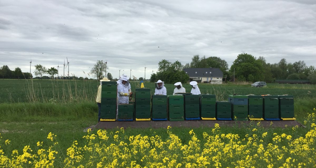 Man sieht Imker an einem Rapsfeld vor ihren Bienenkästen