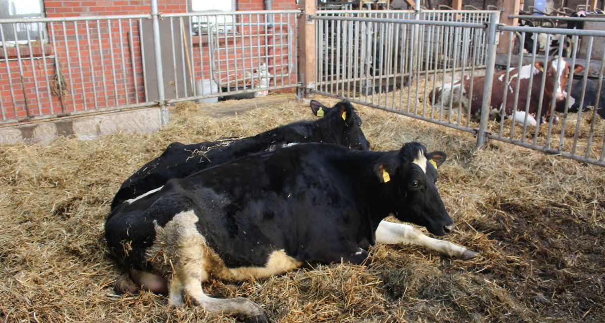 Situation bei Milchbauern weiter angespannt