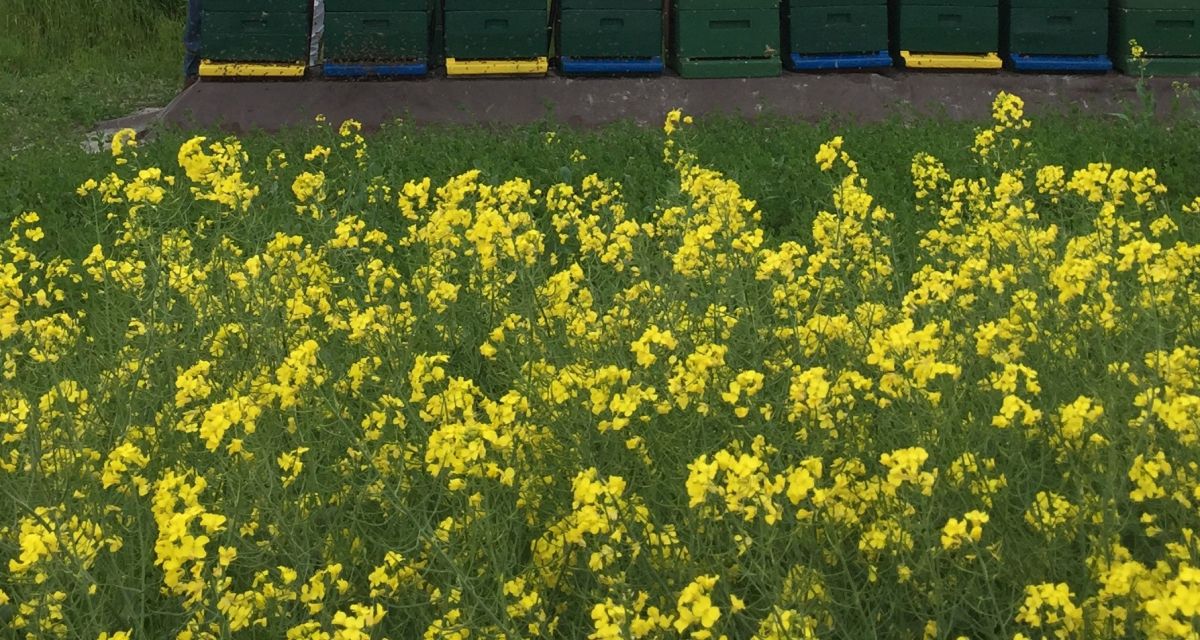 Ein blühendes Rapsfeld