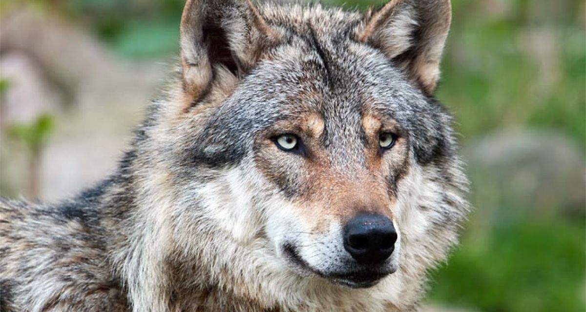 EU lehnt Jagd auf Wölfe ab