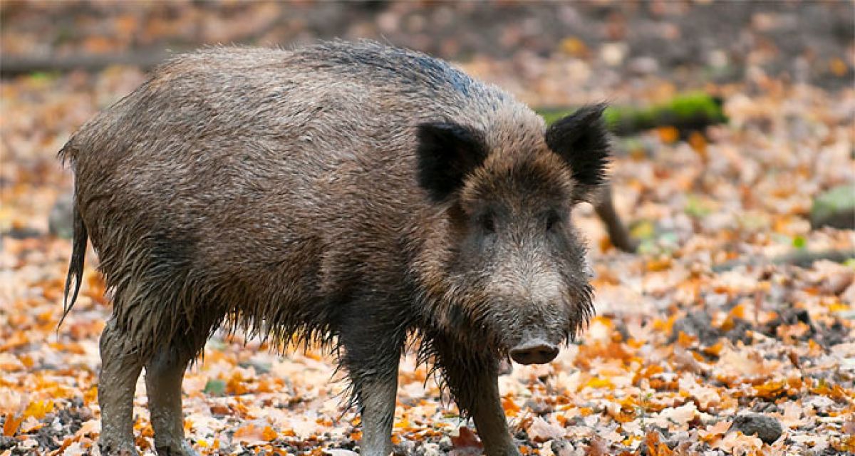 wildschwein
