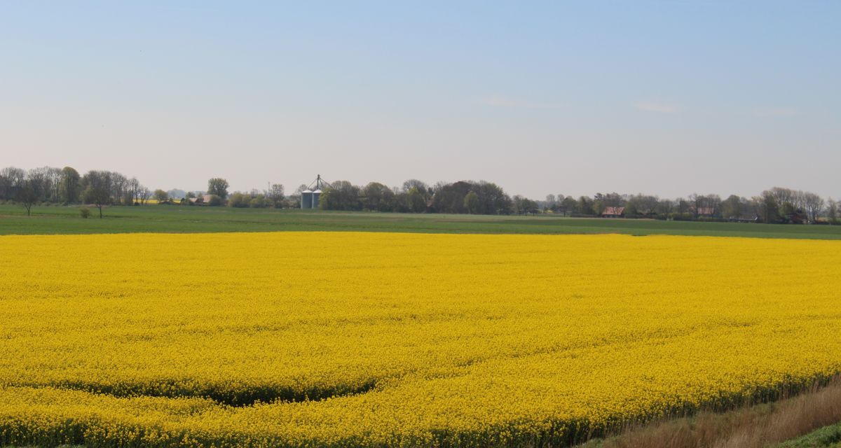 Rapsfeld in Schillig.