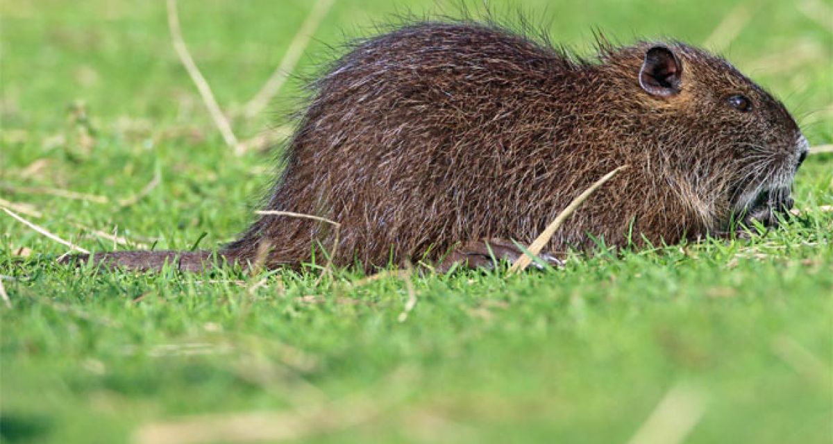 Bekämpfung der Nutria