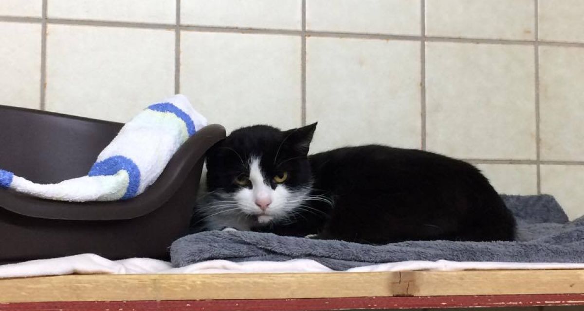 Tierheim weist auf schwierige Finanzlage hin