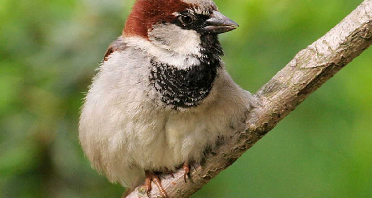 Weniger Vogelarten gezählt