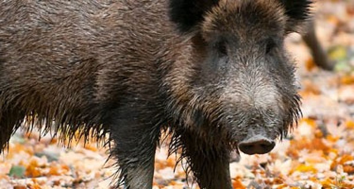 Wildschwein