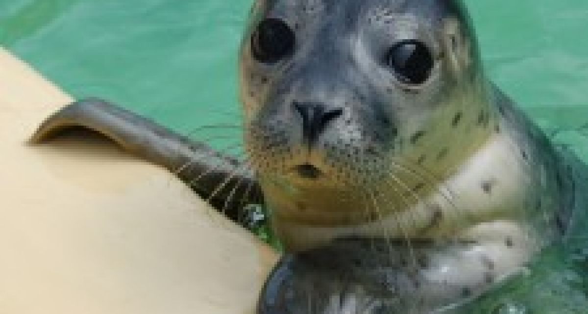 Erste Heuler in Norddeich