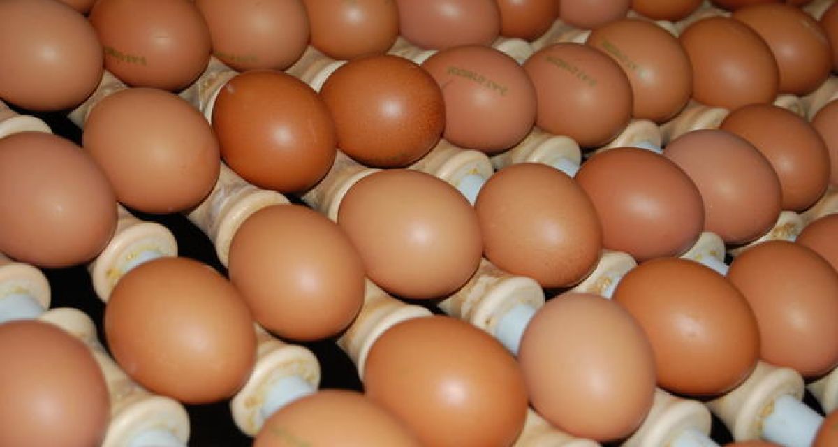 Erneuter Fipronil Fund in Bio-Eiern