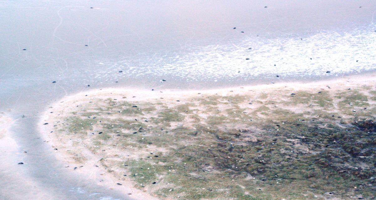 Kegelrobbenpopulation in Nordsee wächst