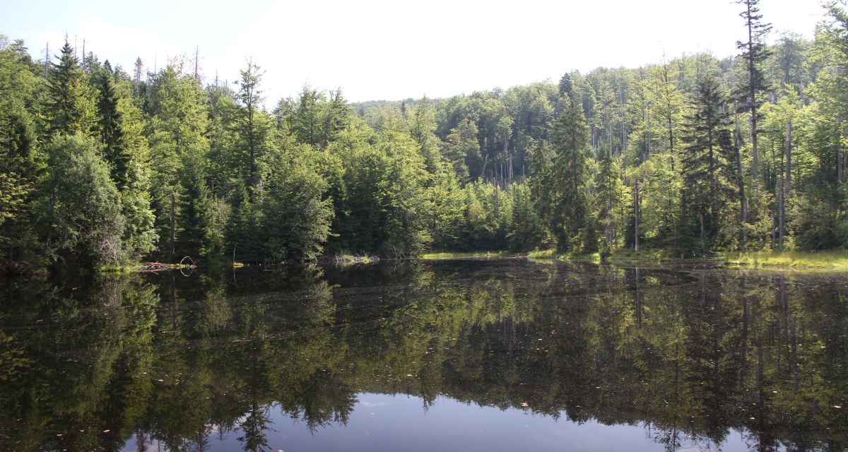 Waldbrandgefahr in Region steigt