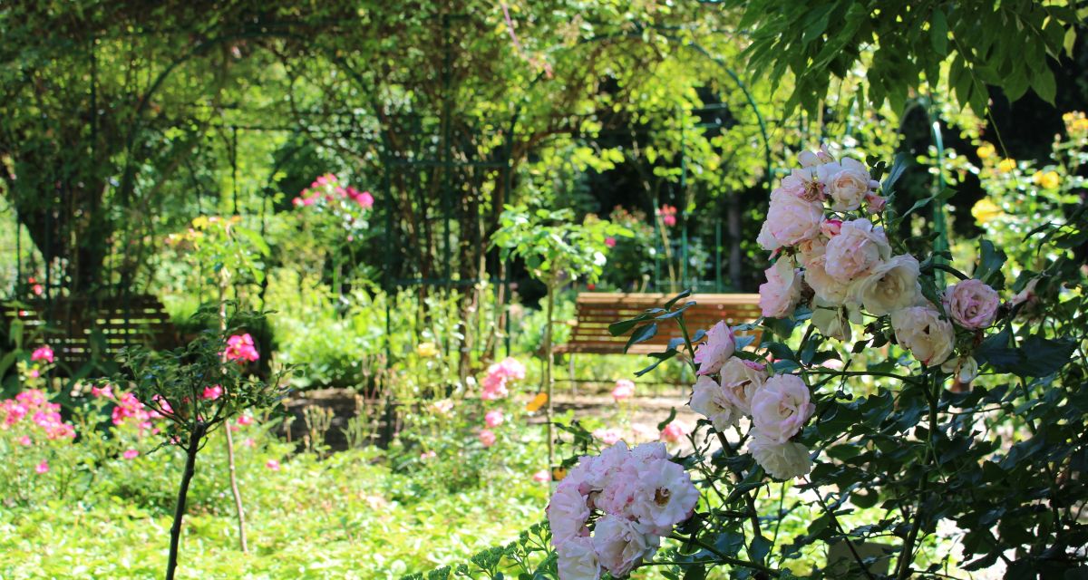 Zu sehen ist das Rosarium Wilhelmshaven. 