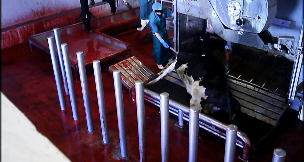 Ministerin will Kamerapflicht in Schlachthöfen