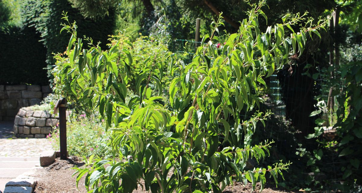 Zu sehen ist das Rosarium Wilhelmshaven. 