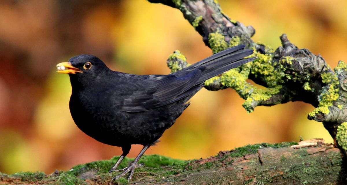 Amsel schwarzer Vogel