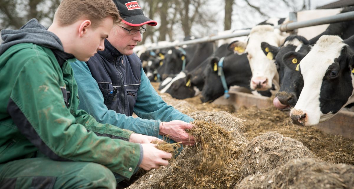 Auf dem Bild sind zwei Landwirte, die gerade Kühe füttern, zu sehen. 