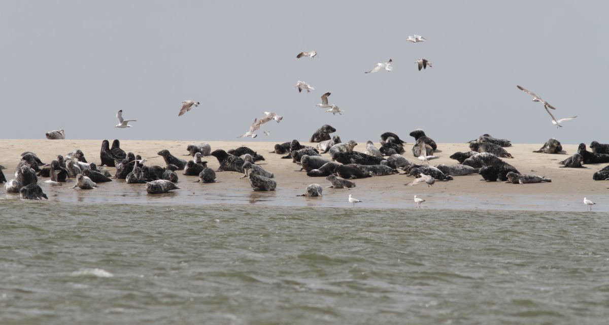 Mehr Kegelrobben im Wattenmeer