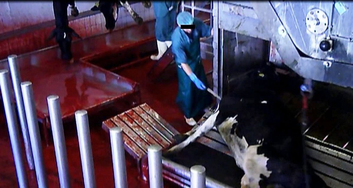 Verstöße gegen Tierschutzgesetz festgestellt