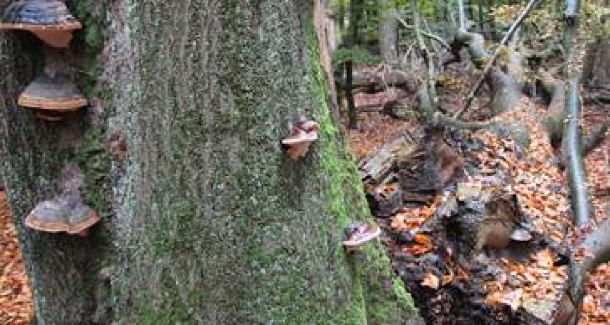 Durchforstungsarbeiten im Vareler Wald