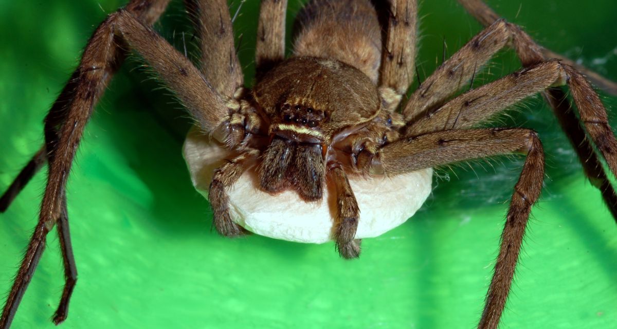 Warmhaus-Riesenkrabbenspinne
