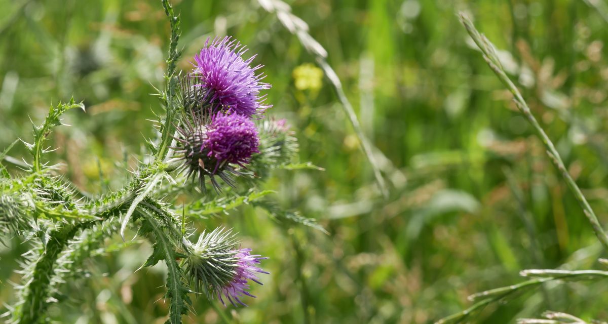 Distel