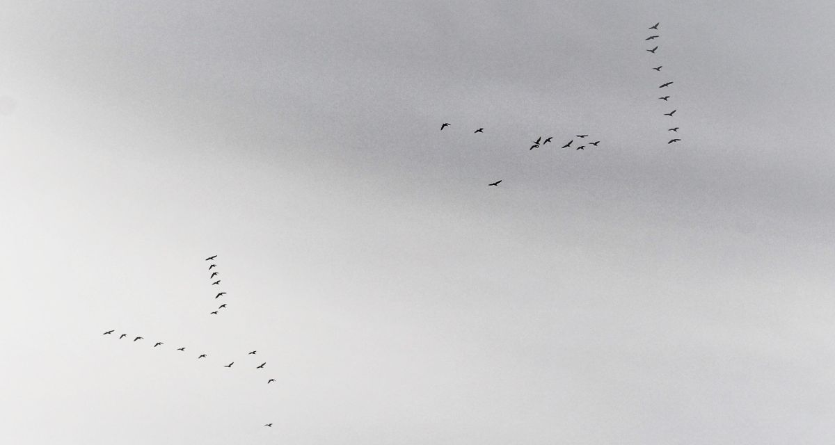 Zugvögel