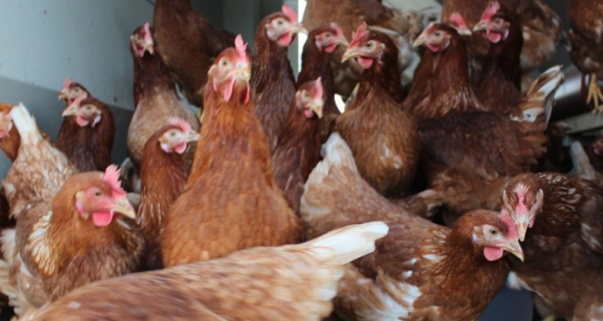 Stallpflicht für Geflügel wegen Vogelgrippe