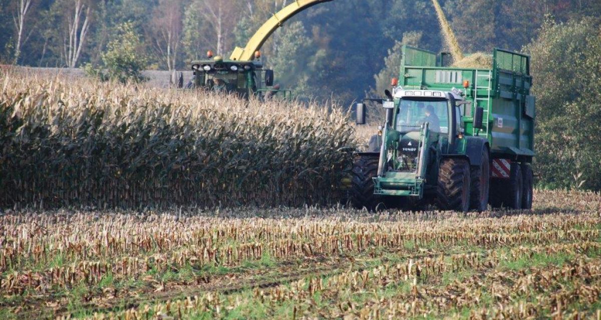 Zu sehen sind zwei Landwirtschaftsmaschinen bei der Ernte auf einem Feld. 