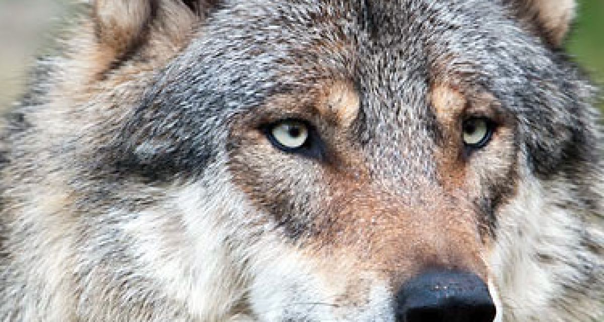 Wolf