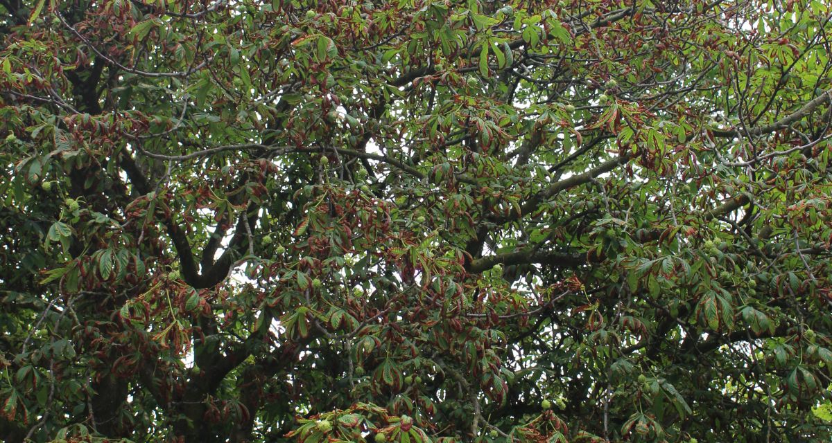 Energiezentrale in Schortens wird gefördert