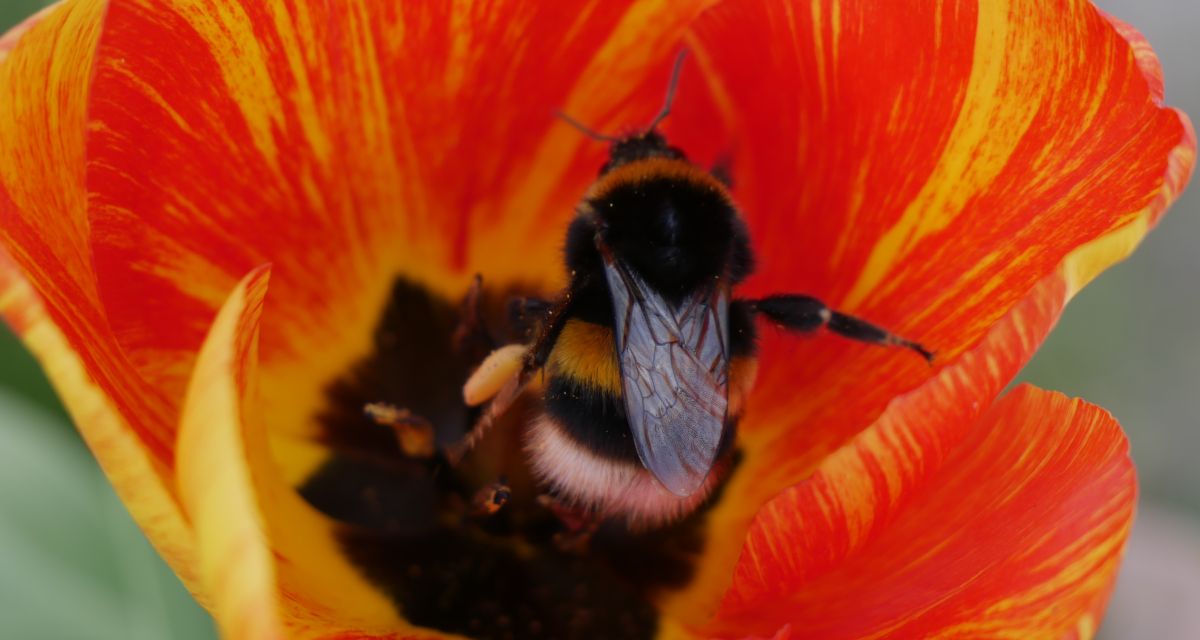 Hummel in Blüte