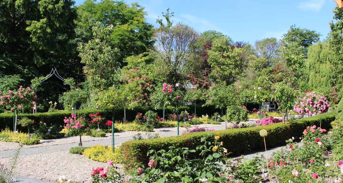 Zu sehen ist das Rosarium Wilhelmshaven. 