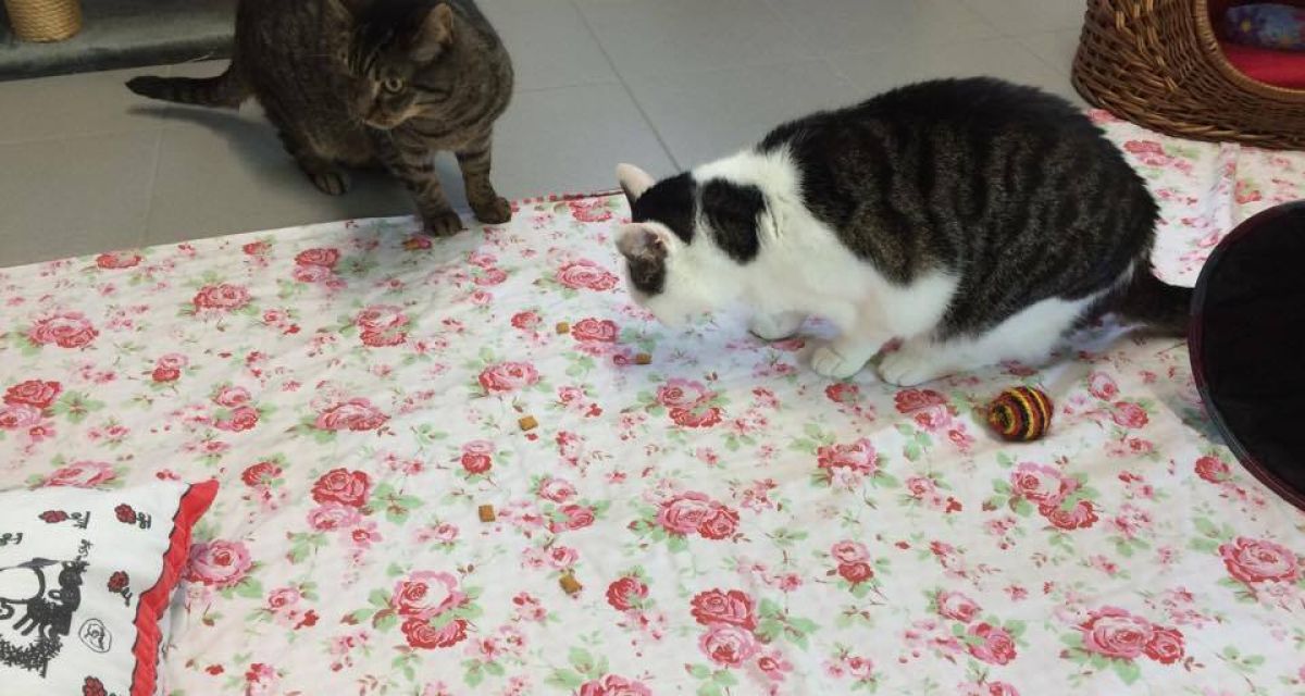 Landesweite Aktion zu Katzen-Kastration