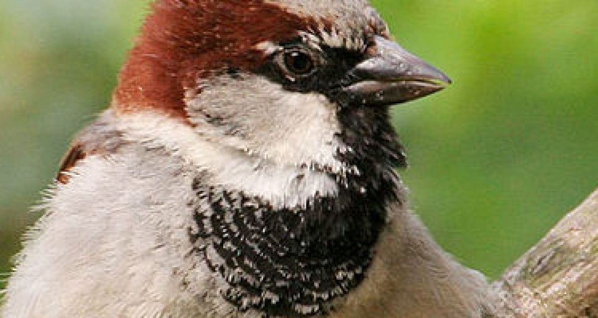 Zahl der Wintervögel schrumpft