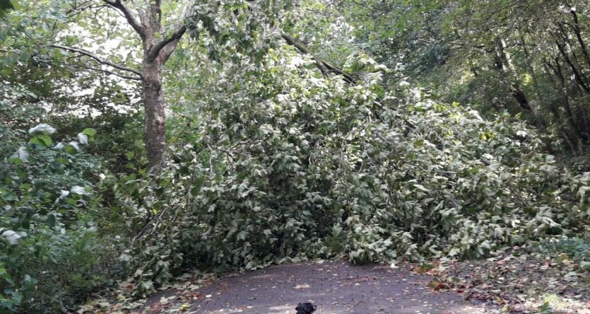 Stadt Wilhelmshaven rät vom Betreten der Parkanlagen ab
