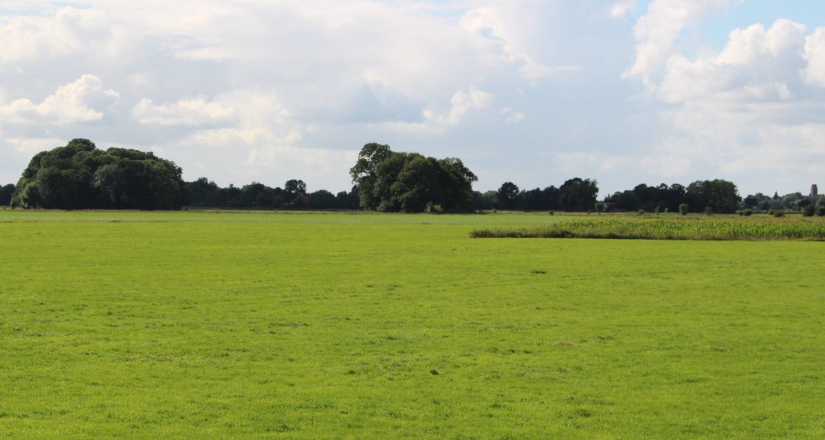 Zu sehen ist eine grüne Wiese. 