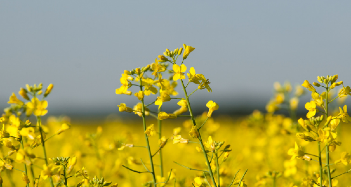 SOS Ukraine wird zum Verein