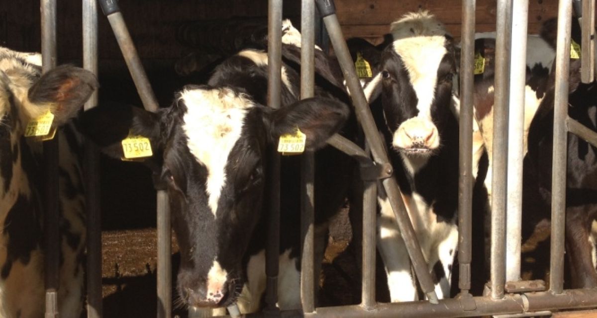 Landwirtschaft will Emissionen bei Milch senken