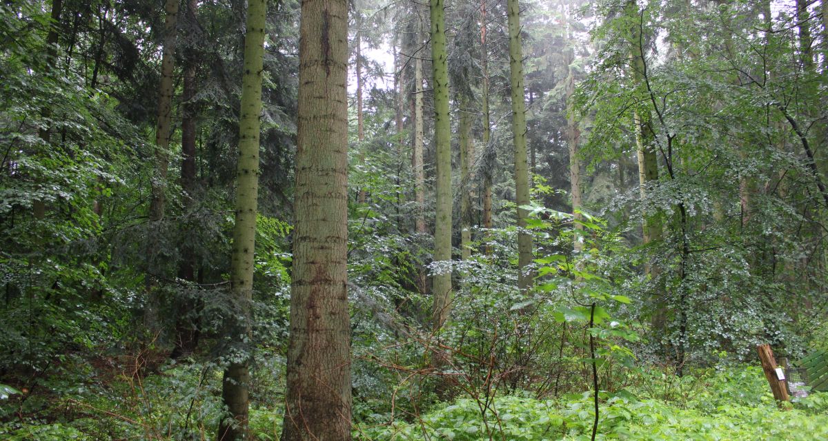 Forstministerium warnt vor Waldbränden