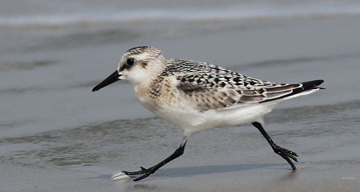 Strandaufspülung auf Langeoog beginnt nach Pfingsten