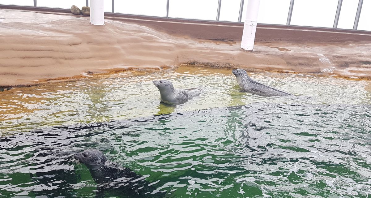 Seehundzählungen im Niedersächsischen Wattenmeer starten wieder