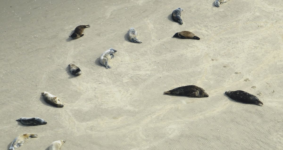 Kegelrobbenbestand im Wattenmeer wächst
