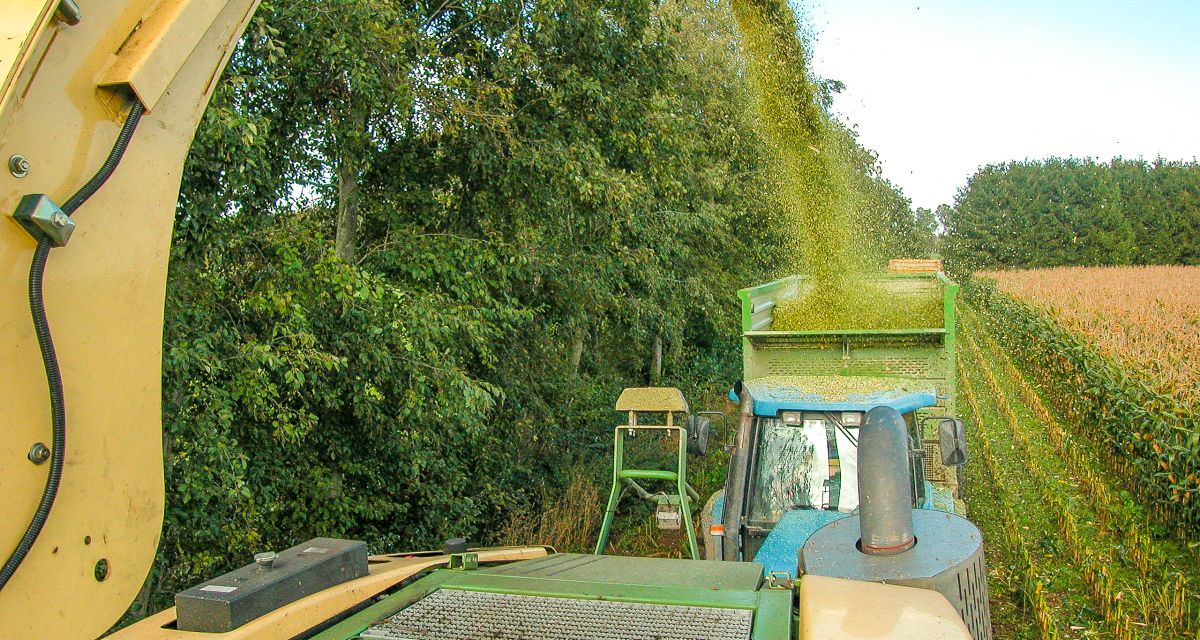 Blick vom Feldhäcksler nach hinten zum folgenden Transportgespannbei der Maisernte