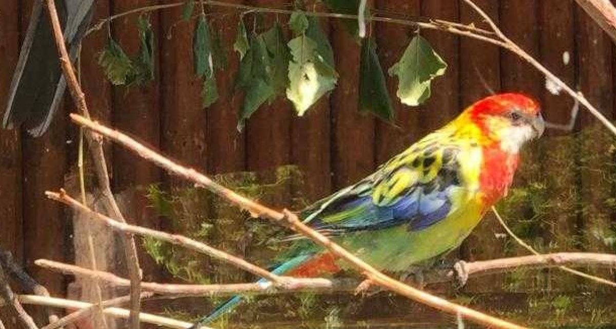Zu sehen sind bunte Vögel aus einem Gehege des Jaderpark.