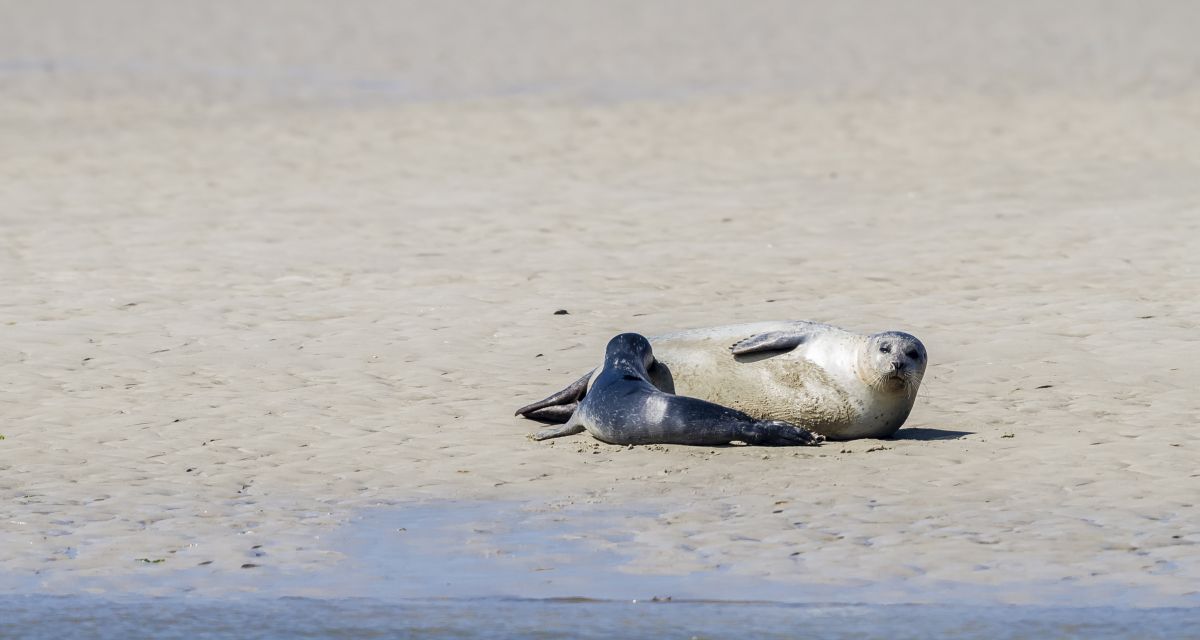 Weniger Seehunde bei aktuellen Zählungen verzeichnet