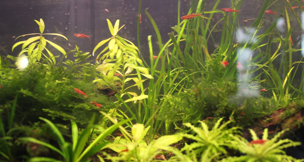 ECW Sande muss am Wochenende doppelt ran