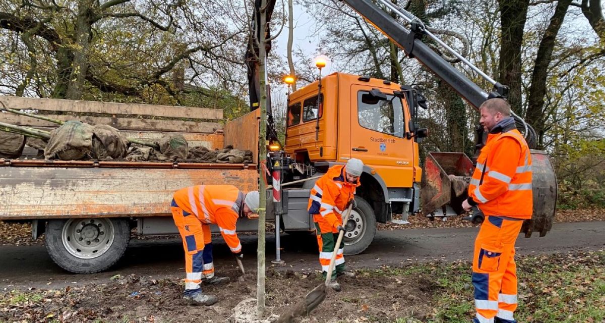 Mitarbeiter des Stadtbetriebes Varel pflanzen Bäume. 