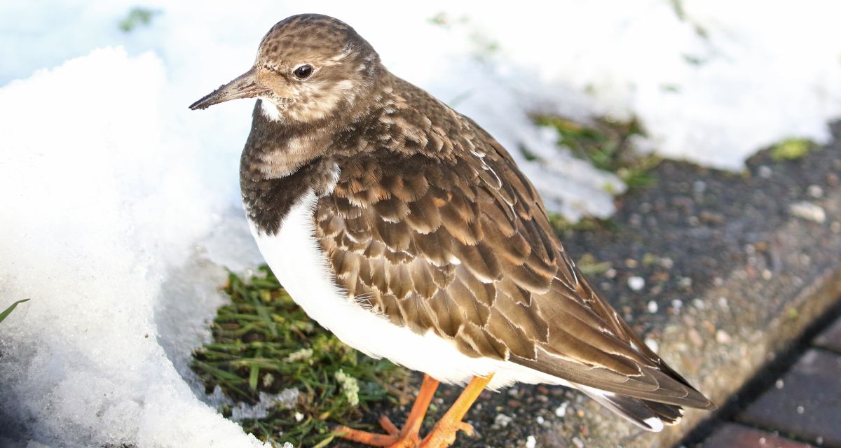 Stunde der Wintervögel startet im Januar