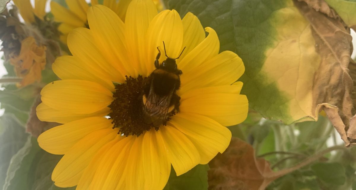 Hummel sonnenblume Insekten 07082022